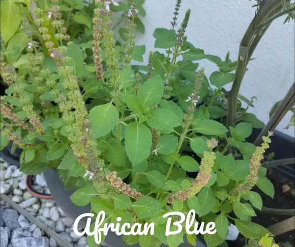 Kräuter: African Blue