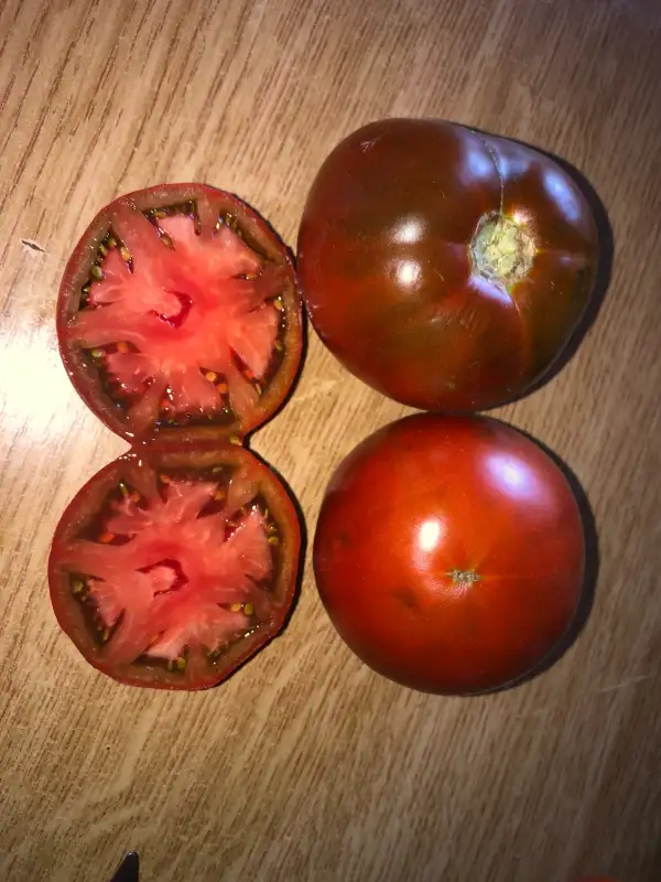 Tomaten: African Brown