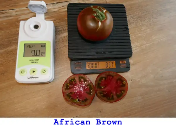 Tomaten: African Brown