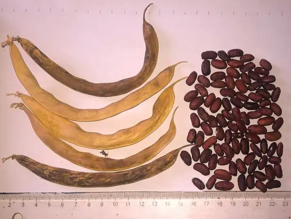 Bohnen: African Premier