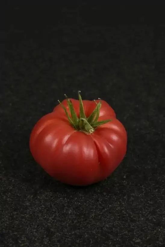 Tomaten: African Tomato