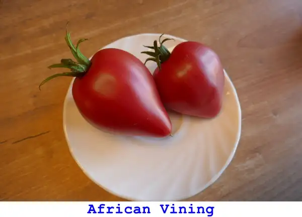 Tomaten: African Vining