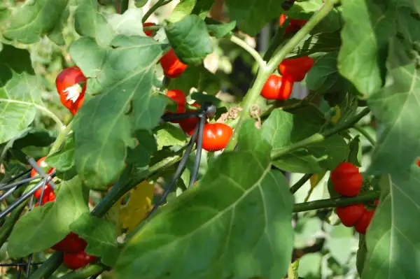 Auberginen: Afrikanische Aubergine