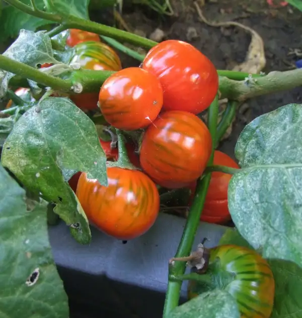 Auberginen: Afrikanische Aubergine