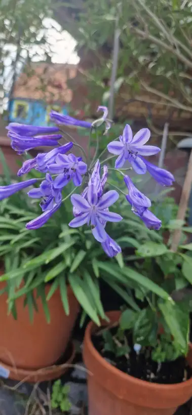 Blumen: Afrikanische Lilie