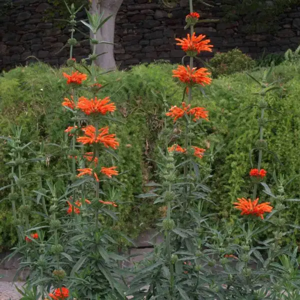 Blumen: Afrikanisches Löwenohr