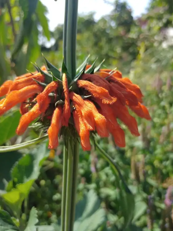 Blumen: Afrikanisches Löwenohr