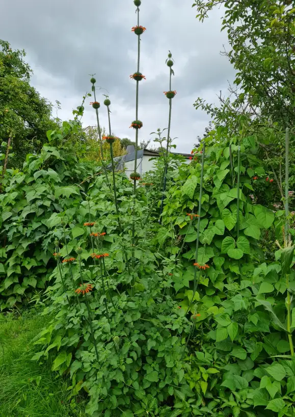 Blumen: Afrikanisches Löwenohr