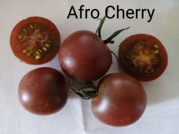 Tomaten: Afro Cherry