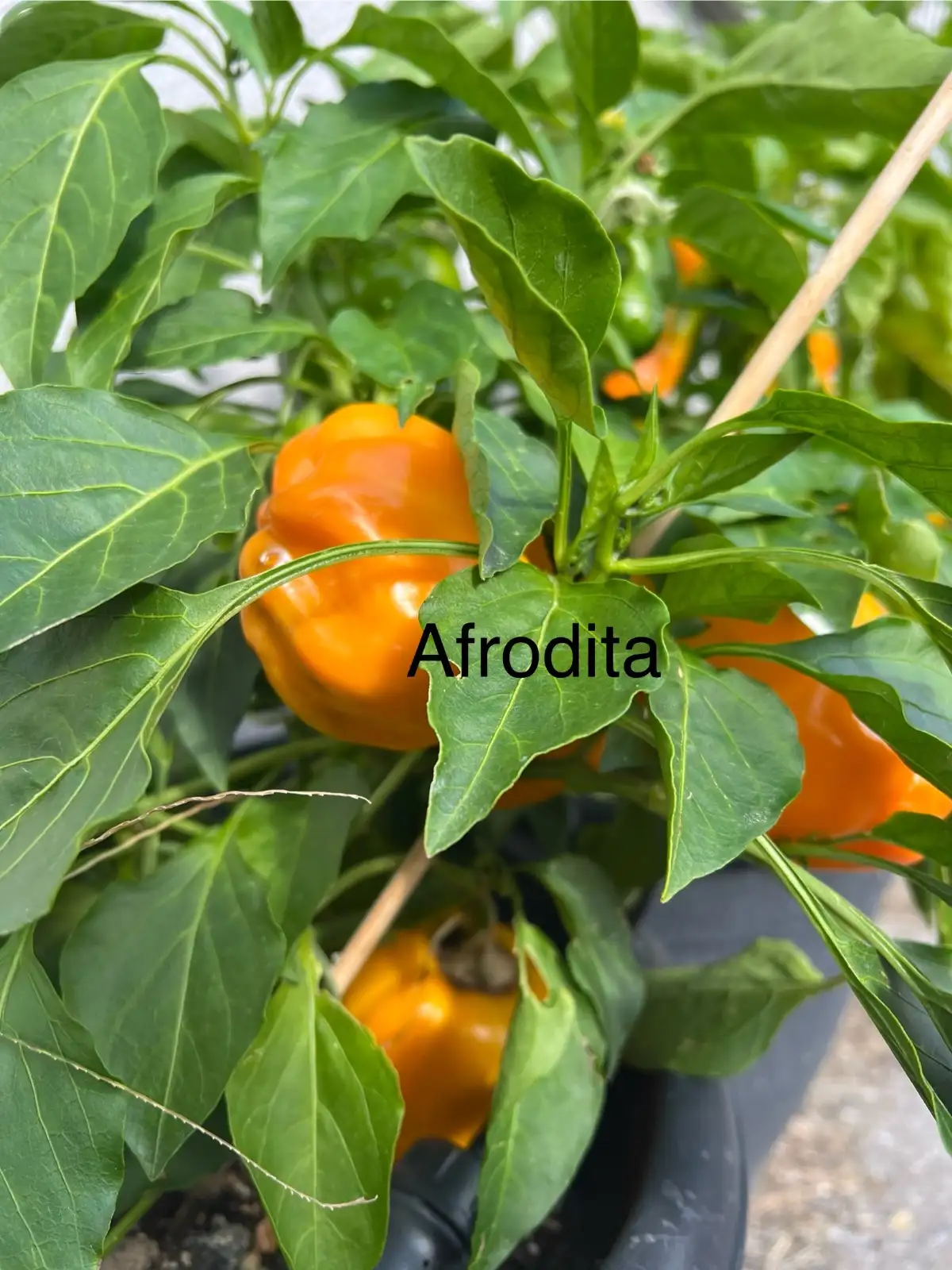 Chili / Paprika: Afrodita