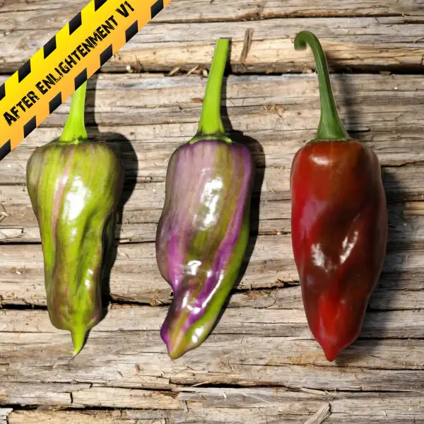 Chili: After Enlightenment V1