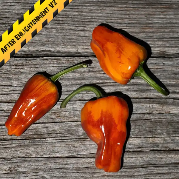 Chili: After Enlightenment V2