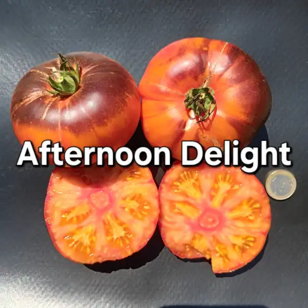 Tomaten: Afternoon Delight