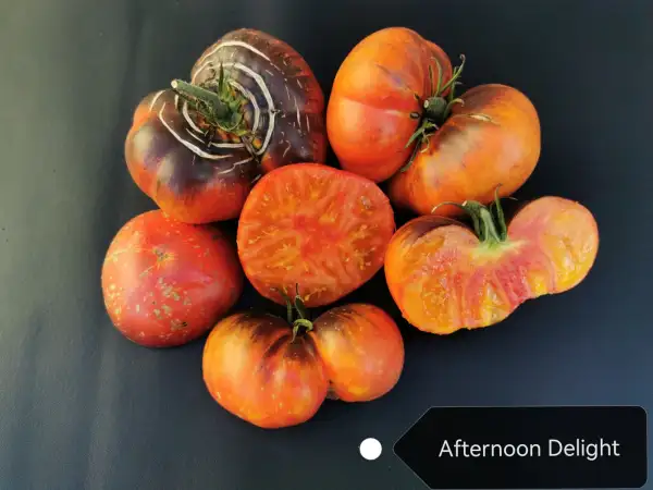 Tomaten: Afternoon Delight