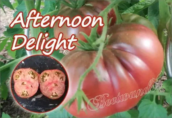 Tomaten: Afternoon delight