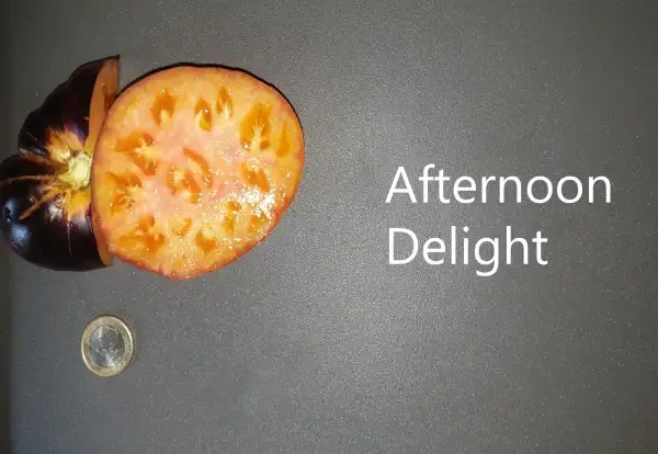 Tomaten: Afternoon Delight