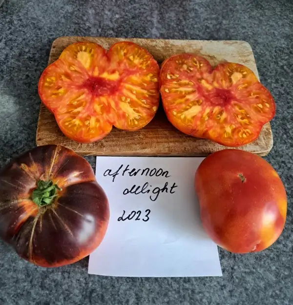 Tomaten: Afternoon Delight