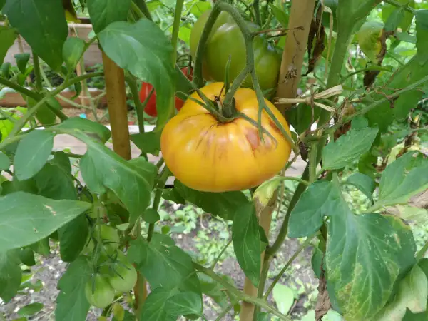 Tomaten: Afternoon Delight ( Kat# 2444 )