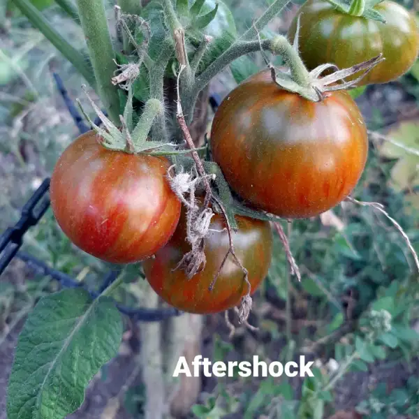 Tomaten: Aftershock