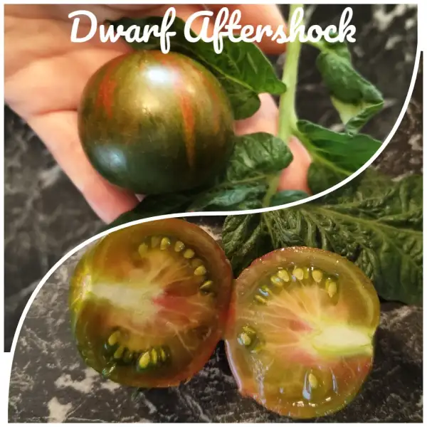 Tomaten: Aftershock Dwarf