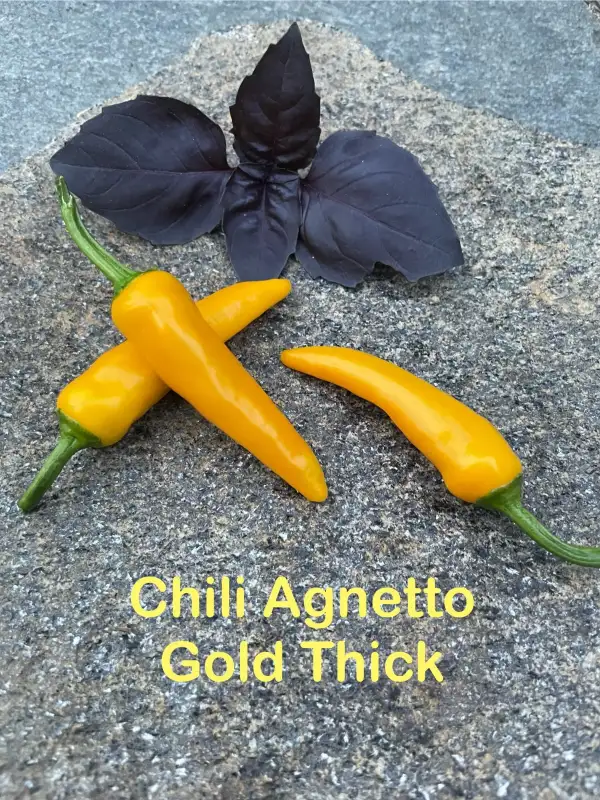 Chili / Paprika: Agnetto Gold Thick