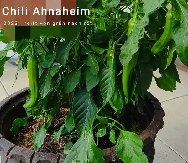 Chili / Paprika: Ahnaheim