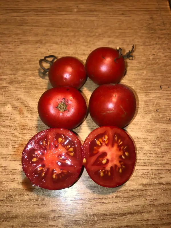 Tomaten: Ailsa Craig