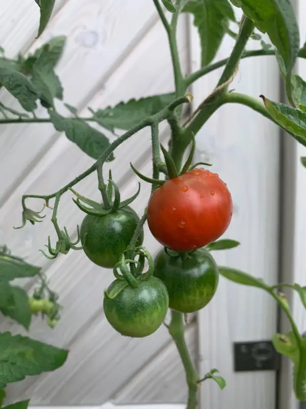 Tomaten: Ailsa Craig