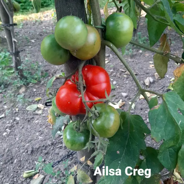 Tomaten: Ailsa Craig