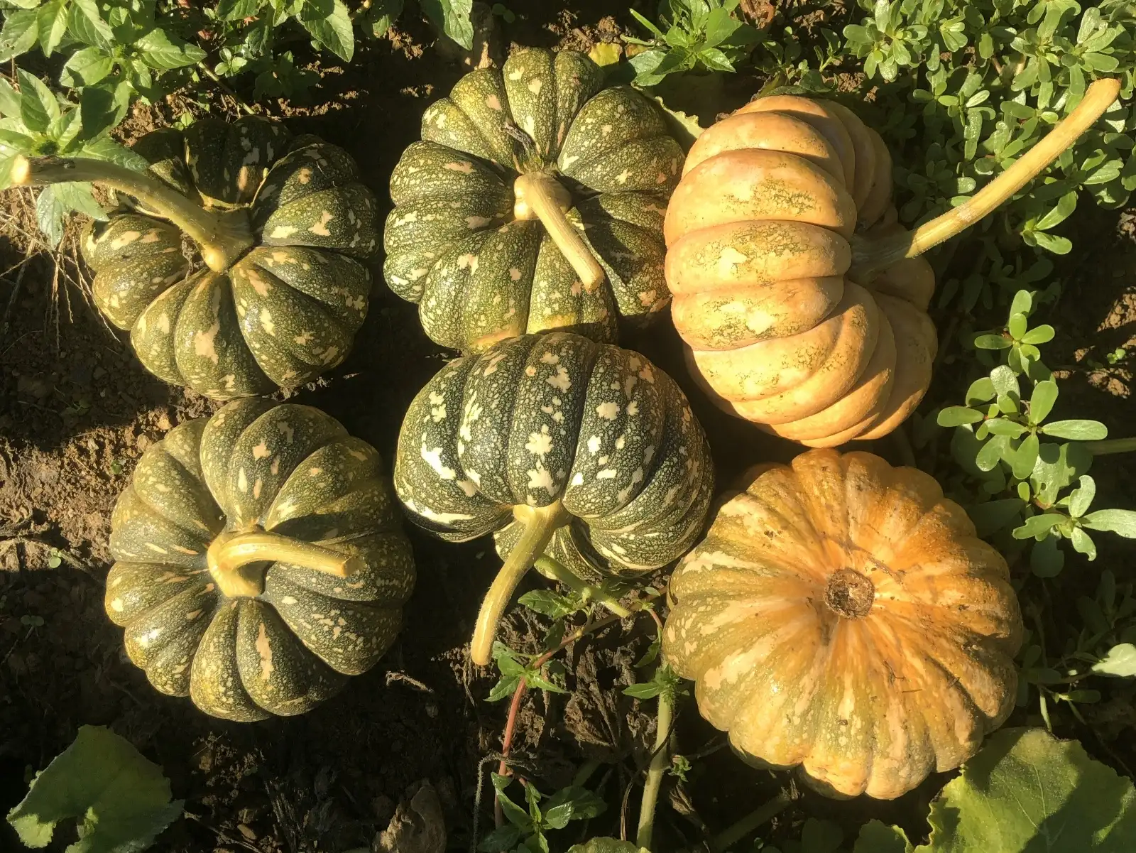 Kürbisse: Aizu Gokuwase