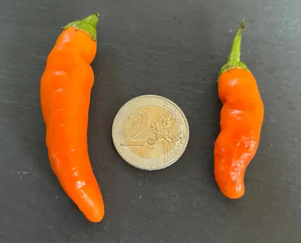 Chili / Paprika: Aji Ahuachapan