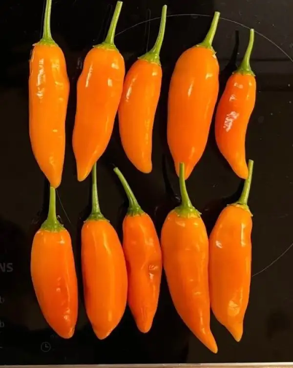 Chili / Paprika: Aji Amarillo