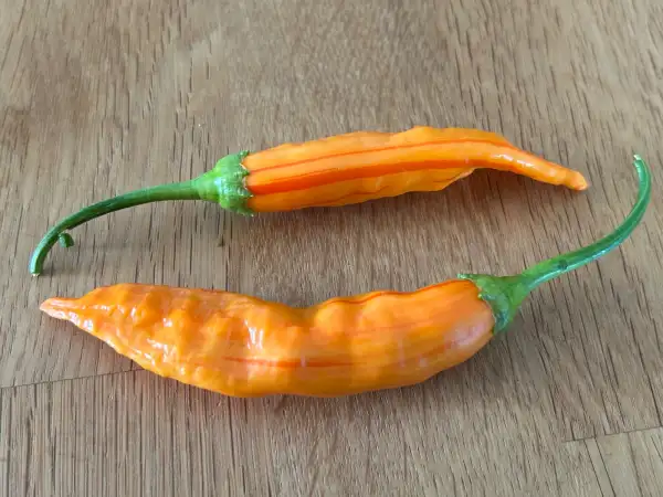 Chili / Paprika: Aji Amarillo Stripey