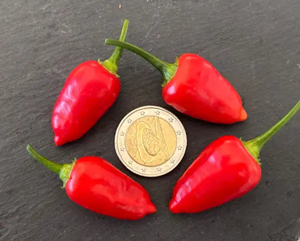 Chili / Paprika: Aji Benito