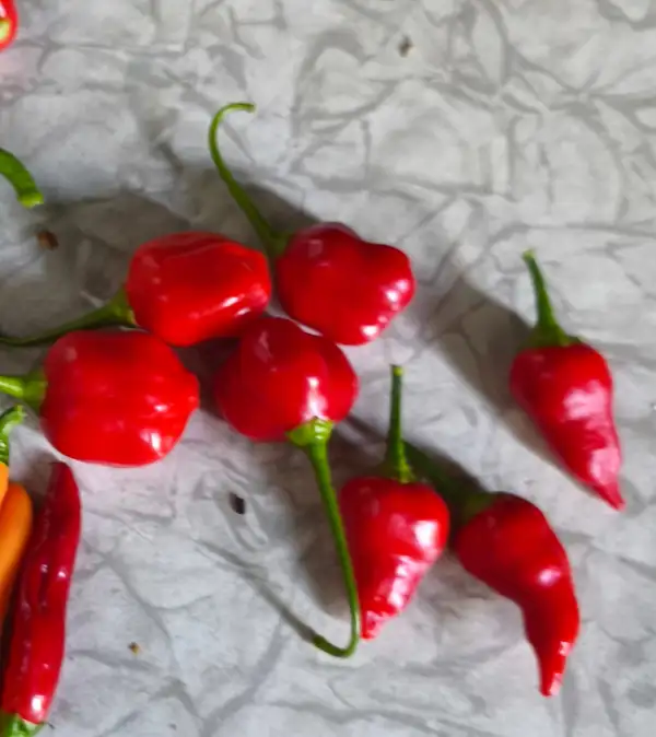 Chili: Aji Benito