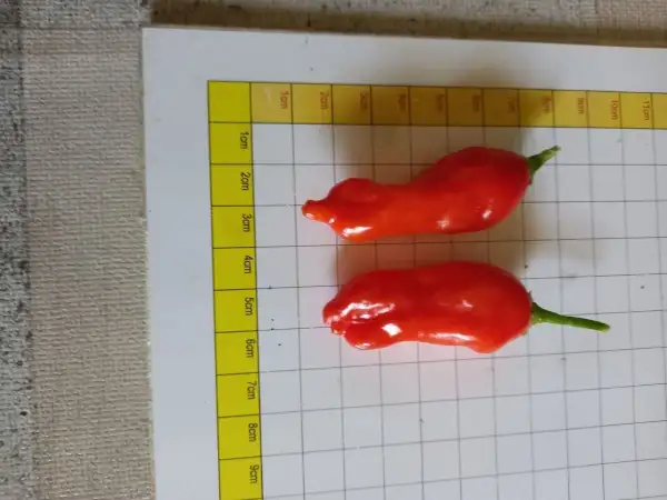 Chili: Aji Benito
