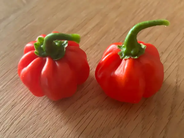 Chili: Aji Cachucha Purple Splotch