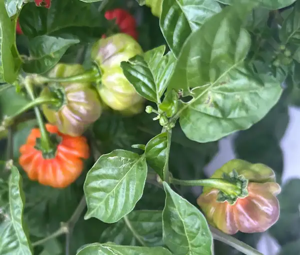 Chili: Aji Cachucha Purple Splotch