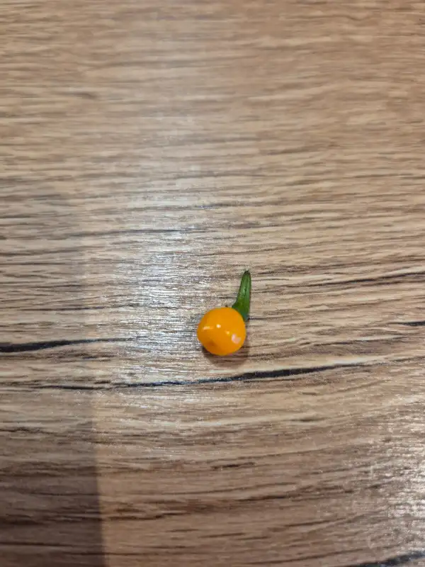 Chili / Paprika: Aji Charapita