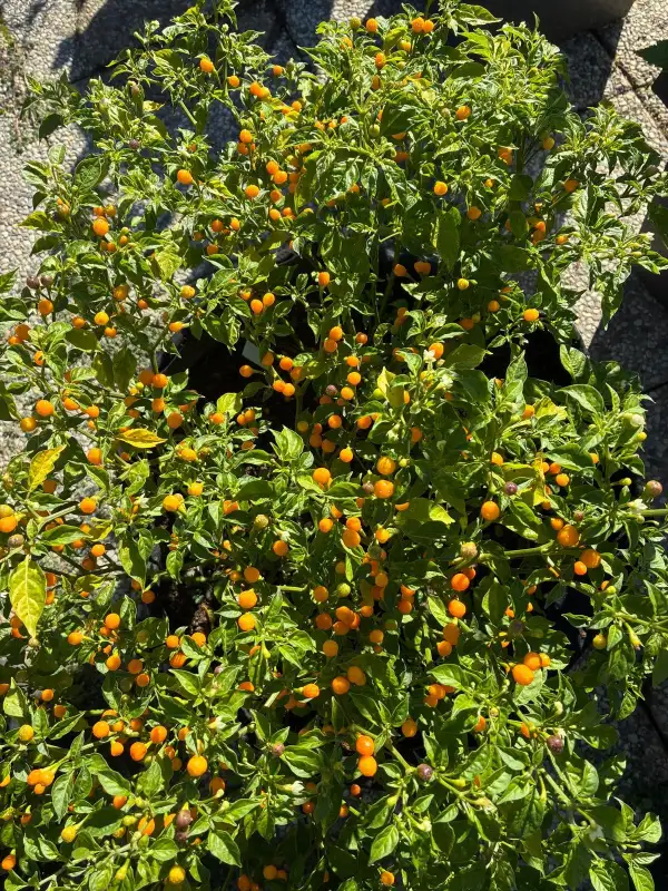 Chili / Paprika: Aji Charapita