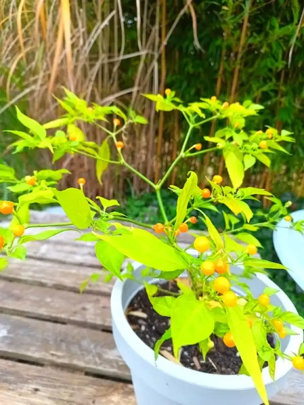 Chili / Paprika: Aji Charapita