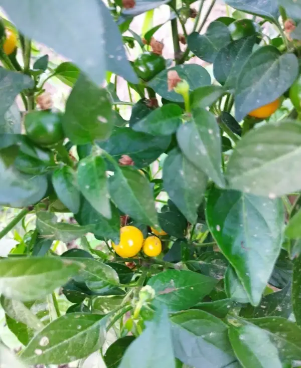 Chili / Paprika: Aji Charapita