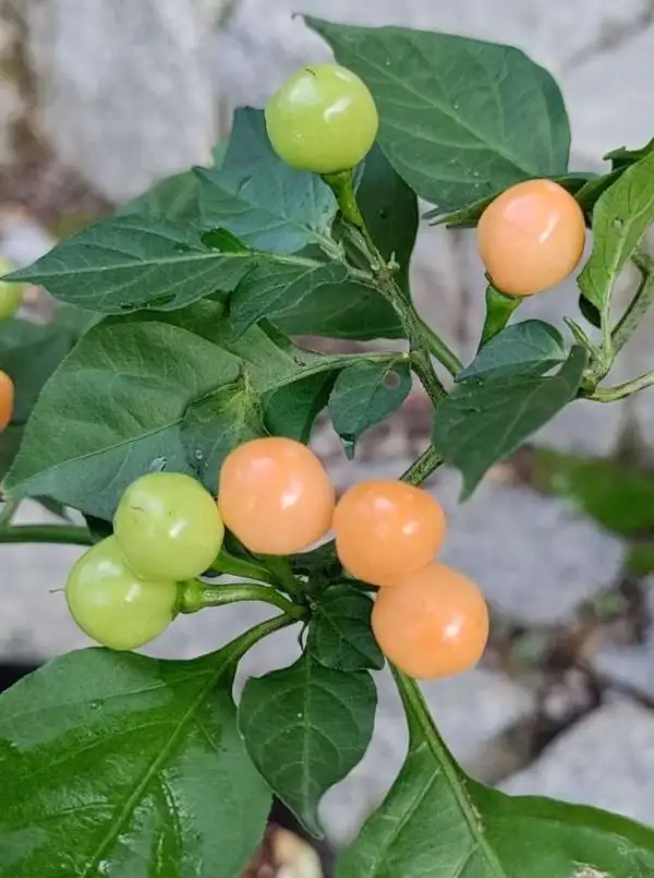 Chili / Paprika: Aji Charapita big