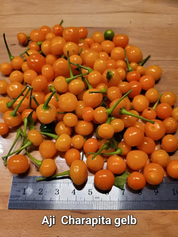 Chili / Paprika: Aji Charapita gelb	Schärfe:	9	Höhe:	150cm