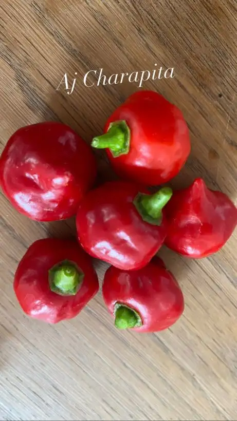 Chili / Paprika: Aji Charapita rot