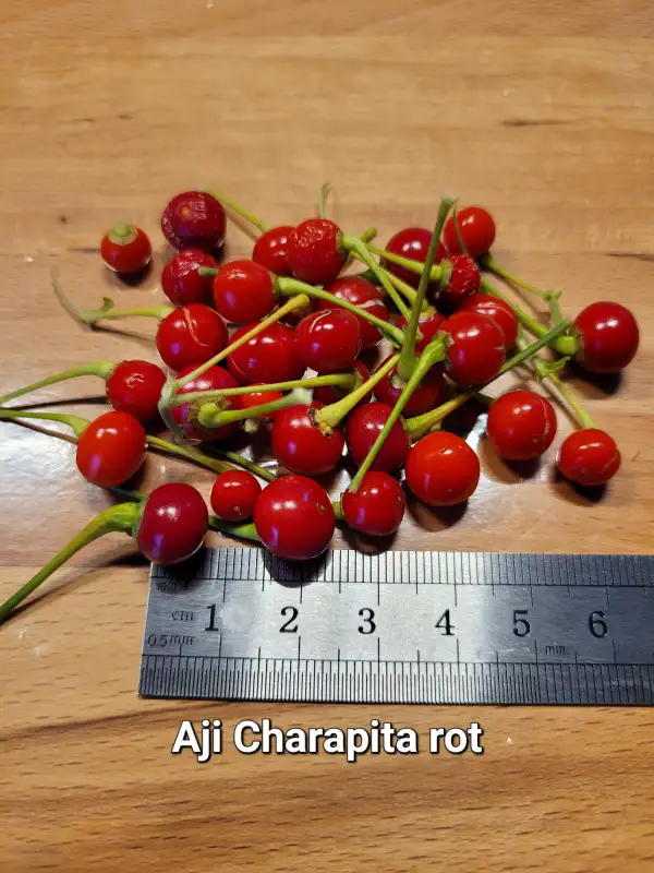 Chili / Paprika: Aji Charapita rot	Schärfe:	9	Höhe:	150cm