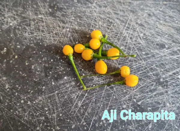 Chili / Paprika: Aji Charapita Yellow