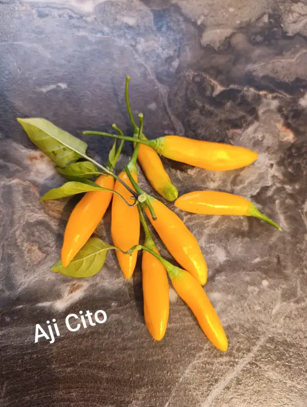 Chili / Paprika: Aji Cito