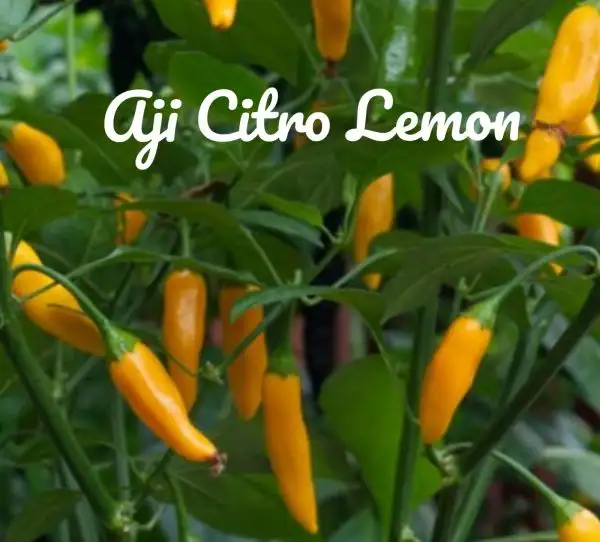 Chili / Paprika: Aji Citro Lemon