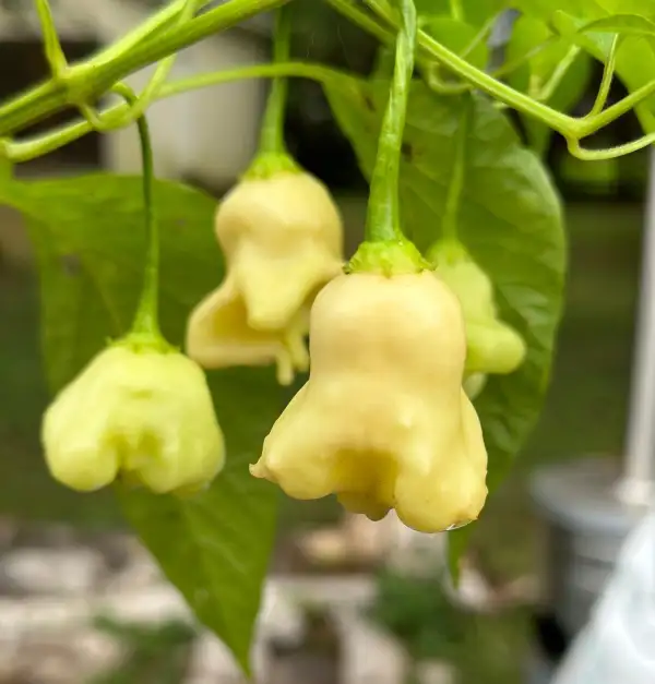 Chili: Aji Confusion